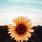 Aesthetic Sunflower Desktop Wallpaper Cute