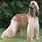 Afghan Dog Pictures