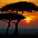 African Africa Sunset