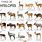 African Antelope Species List