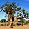 African Boab Tree