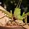 African Grasshopper