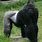 African Silverback Gorilla