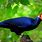 African Turaco