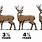 Age of Deer by Pictures