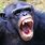Aggressive Chimpanzee