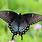 Alabama Butterflies