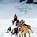 Alaska Dog Sled Tours