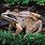 Alaska Wood Frog