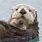 Alaskan Sea Otter Baby