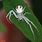 Albino Crab Spider