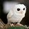 Albino Elf Owl