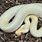 Albino Granite Burmese Python