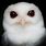 Albino Screech Owl
