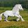 All White Shire Horse