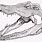 Alligator Skull Drawing