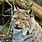 Alpine Lynx Cat