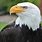 American Bald Eagle Face