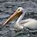 American Pelican