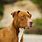 American Pit Bull Terrier AKC