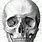 Anatomical Skull Drawing