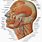 Anatomy of Cheek