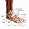 Anatomy of Foot and Ankle