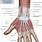 Anatomy of Hand and Arm