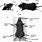 Anatomy of Mice