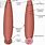 Anatomy of a Leech