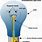 Anatomy of a Light Bulb