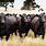 Angus Cattle Herd
