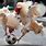 Animals Playing Football