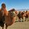 Animals in Gobi Desert