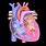 Animated Heart Diagram