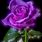 Animated Purple Rose Flowers