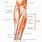 Anterior Arm Muscle Anatomy