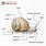 Apple Snail Anatomy