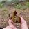 Apple Snail Invasive