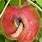 Apple Tree Worms