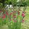 Are Gladiolus Perennial