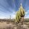Argentine Saguaro Cactus
