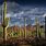 Arizona Cactus Forest