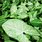 Arrowhead Leaf Plant