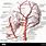 Arteria Carotis Externa