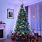 Artificial Christmas Trees with Lights