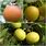 Asian Pear Varieties