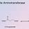 Aspartate Aminotransferase Reaction