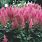 Astilbe Visions in Pink