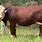 Australian Beef Cattle Breeds